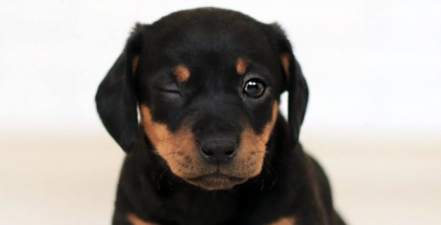 Chien_Clin d'oeil