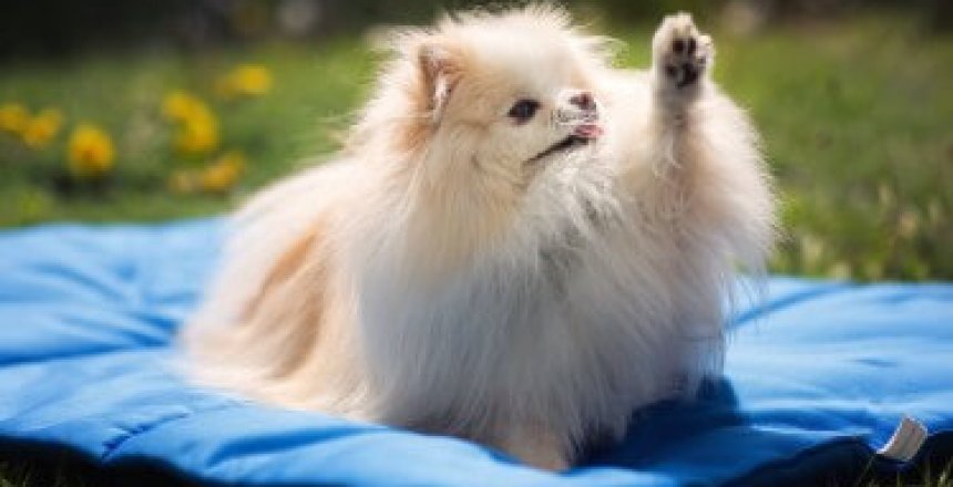 Coussin_Chien Blanc